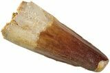 Fossil Spinosaurus Tooth - Real Dinosaur Tooth #235108-1